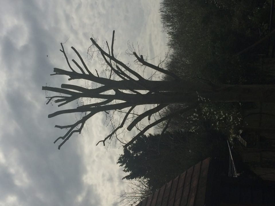 Pruned tree colchester