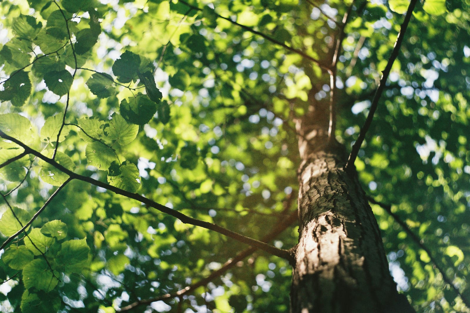 Tree canopy work