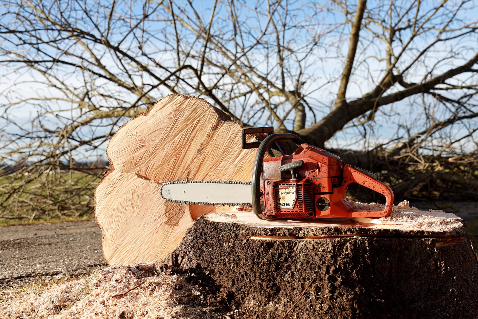 Tree Felling in Colchester